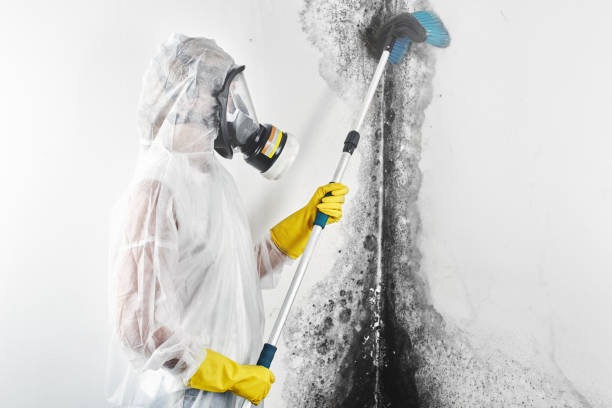Best Mold Damage Restoration  in North Aurora, IL