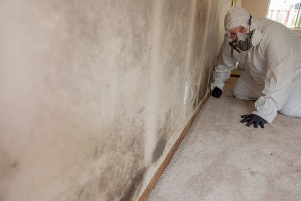Best Biohazard Mold Removal  in North Aurora, IL